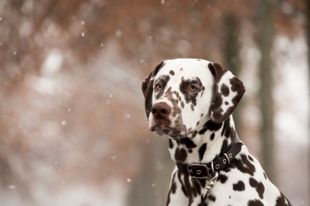 Dog Language Dalmatian
